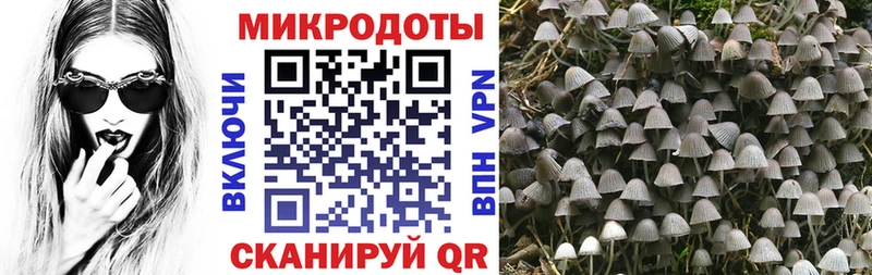 kraken сайт Жигулёвск Псилоцибиновые грибы Psilocybine cubensis